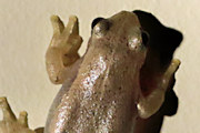 Desert Tree Frog (Litoria rubella)